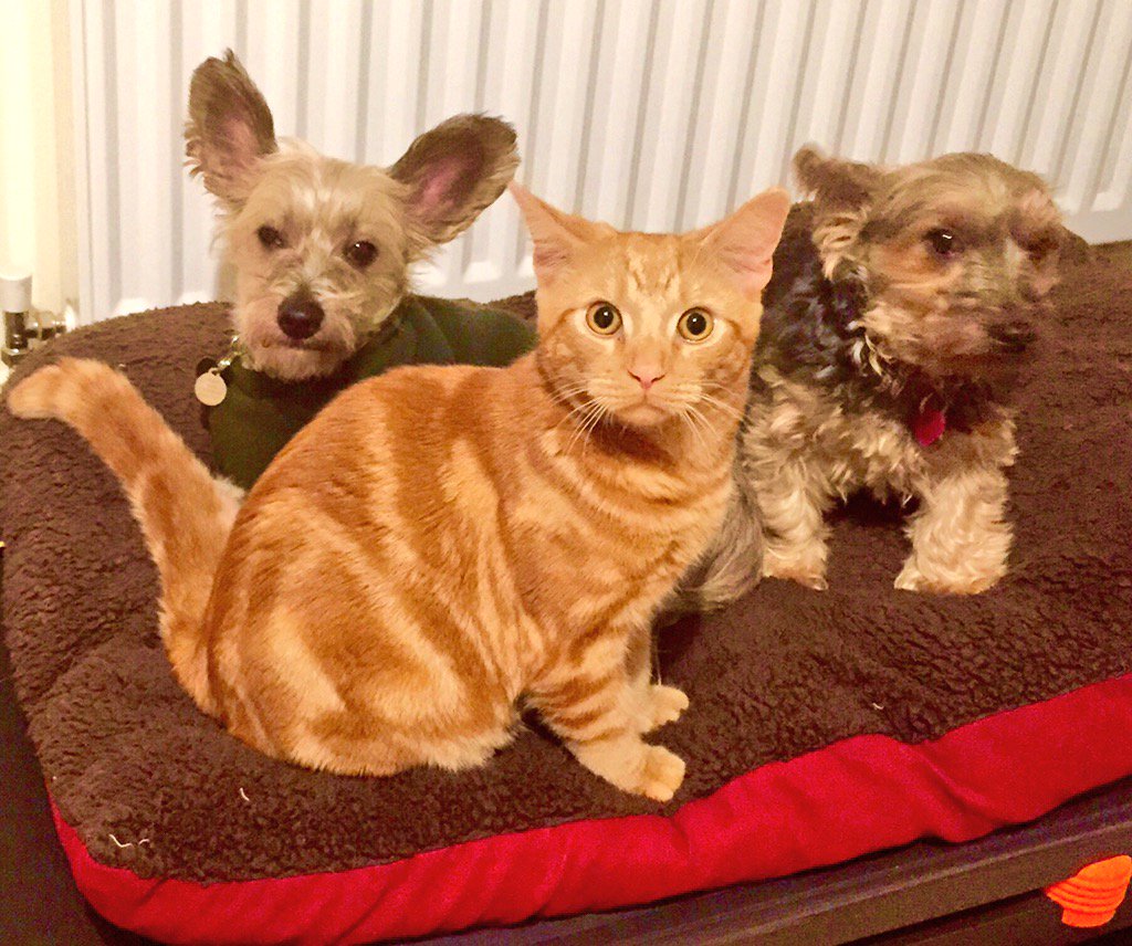 RachaelLowton's tweet photo. The 'it was the cat' look ... #guilty #itwasthecat #mustavoideyecontact #thatlook #guiltypets https://t.co/g9UrplyyMR