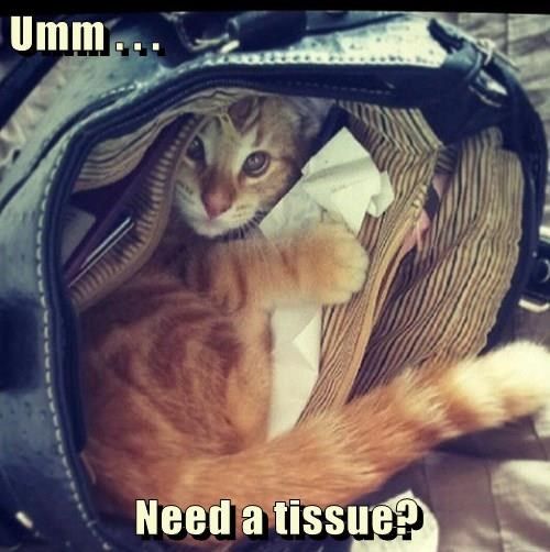 black_mamba_06's tweet photo. @misslinn2 hahah!!!;) XD Needed that like All I Think Love<3 #MoreMEOWS!!! XD @nathalie_rayner @Rine07 @TheDarkMute_ https://t.co/lxoO8R0aua
