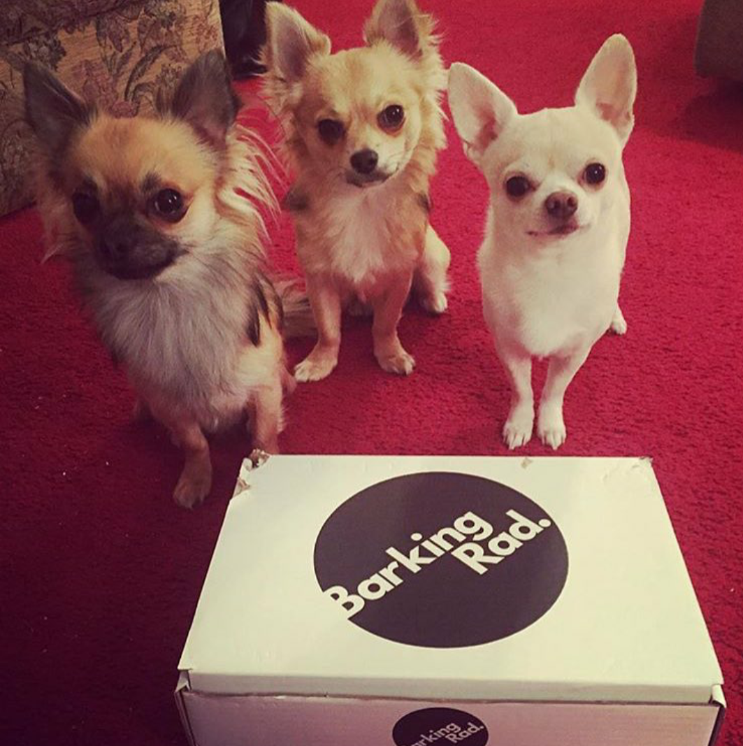 Barking_Rad's tweet photo. Celebrate the weekend with a #BarkingRad box. Think doggy beer, donuts and pup-corn. Visit https://t.co/gxb3YvRWfl https://t.co/z5mlOQCCQn