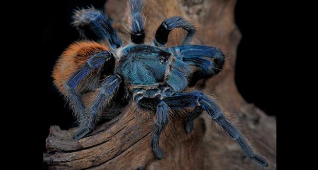 michaelvirtset2's tweet photo. #science_&_technology Mystery deepens for what made tarantulas blue https://t.co/GKFqvdqthU https://t.co/BbepxWtZhL