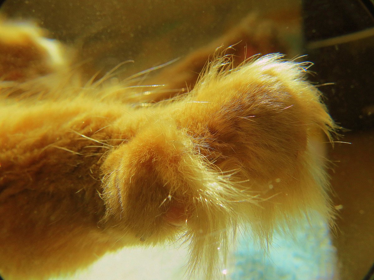 Catnip_Crain's tweet photo. Don't I have the sexiest paws? https://t.co/4ICnngBfRw