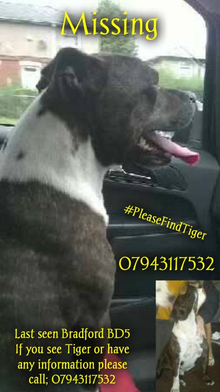 The_Animal_Team's tweet photo. Still #MISSING #Bradford #bd5 07943117532 #PleaseFindTiger Pls RT Share Report Thank you https://t.co/HiCRjYj7vG