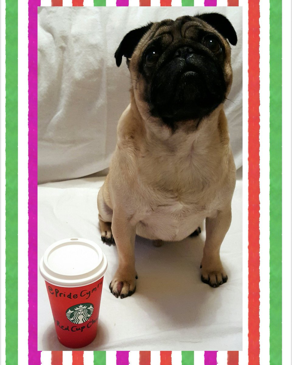 PrideCymru's tweet photo. #PridePug - Doug would love you to RT so @PrideCymru could win a #RedCupCheer grant #prettyplease https://t.co/2vAdAdhN5m