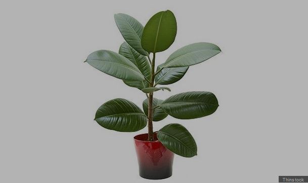 bbcmundo's tweet photo. 5 plantas que la NASA recomienda para purificar el aire de tu casa https://t.co/cTNhfVtz9s https://t.co/yzvZTt0a5f