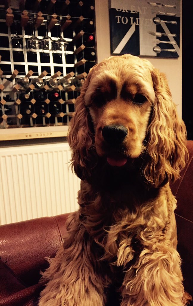 sherbert53's tweet photo. A Friday night in with some #puppylove I'm so #rocknroll https://t.co/soBVTzxJUk