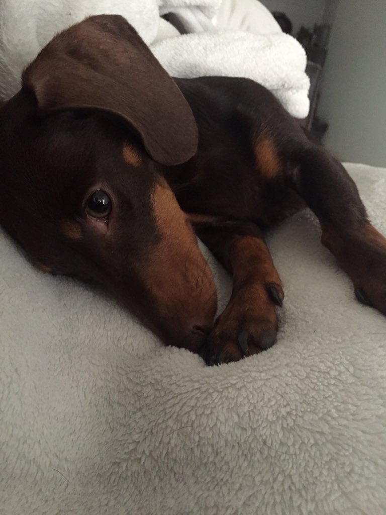 Commandaaaa's tweet image. One sleepy sausage #minidachshund #doxie #minisausagedog #sausagedog