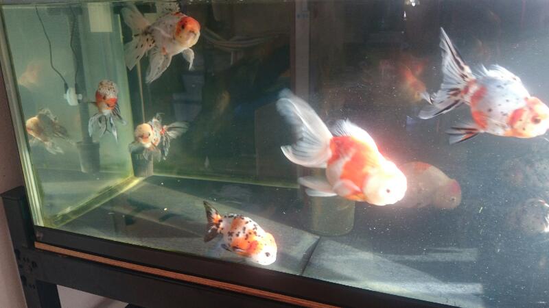 金魚と遊ぶ Com おすすめ記事 青水と日光の色揚げ効果は抜群 鰭の色まで変わる 金魚色揚げ T Co Zcqb5qkwnc T Co Ucz0stjuaf Twitter