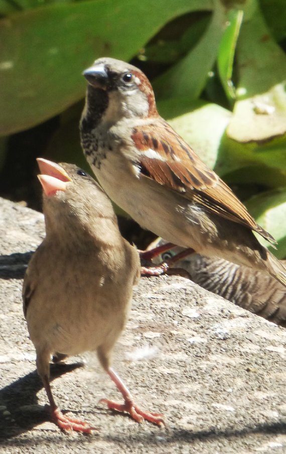にゃー スズメ 野鳥 裏庭ハワイ島 オハヨウゴザイマス 今日のコナは晴れ ミーミー ミーミーって鳴き声 誰だろう っと思ったらスズメのひなでした 親子で来てたよ ぶんちょさん部隊 今日も元気に餌のポイポイ撒きがんばっております 笑