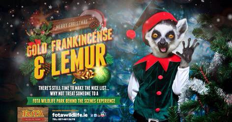 fotawildlife's tweet image. To join in #LateLateToyShow fun we are giving you a chance to win a VIP Family Experience, RT b4 show ends to enter