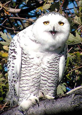 OwlManager's tweet image. #selfies