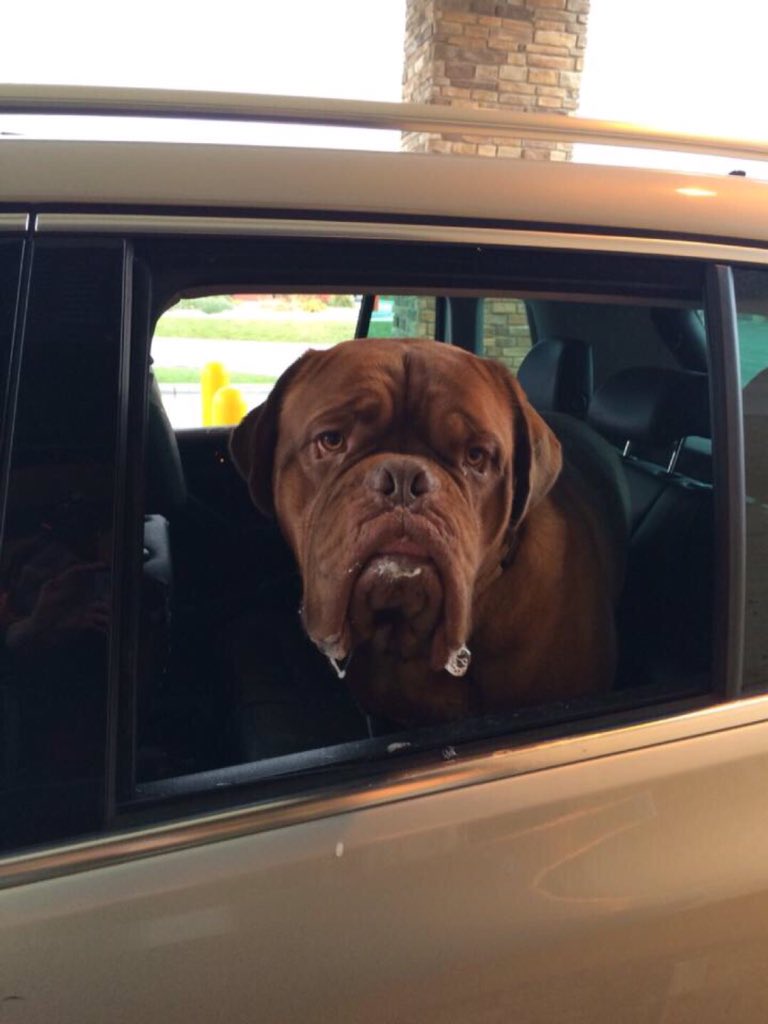 HeatherCalhou19's tweet photo. Phil was even excited about Black Friday &amp; puppy whips Thru DT #2629 #omahadogsrock! https://t.co/fyPkaLU82G