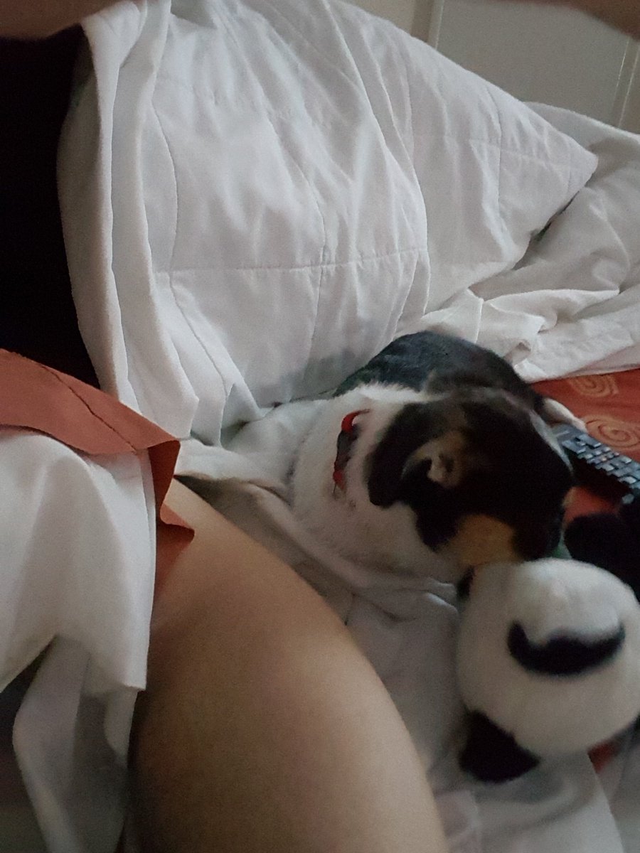 _boujayy's tweet image. Sleeping on the floor to help my back ... but this homeboy wants to play #lifeofmax #puppylove