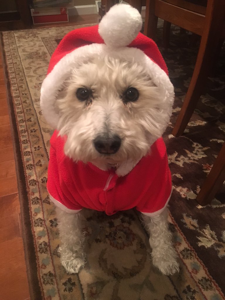 iseavers's tweet photo. tis the season https://t.co/o6248QjNhg