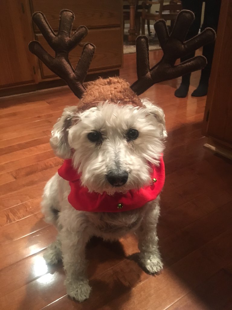iseavers's tweet photo. tis the season https://t.co/o6248QjNhg