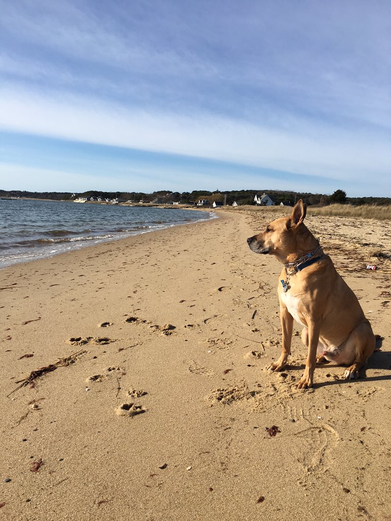 LibbyNuttall's tweet image. happy dog!  #OptOutside