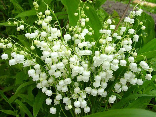 Lily of the Valley Care Guide - mostbeautifulgardens.com/2015/11/28/lil…