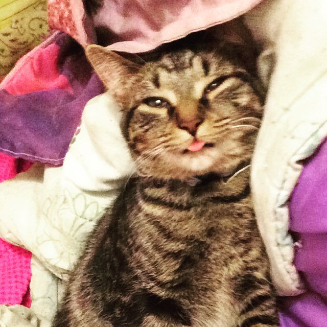 circlingsquare's tweet photo. He usually falls asleep with his tongue out. Then he snores. #kittyspam #itakewaytoomanypicturesofmykitty #kittygra… https://t.co/ByDei7SWu3