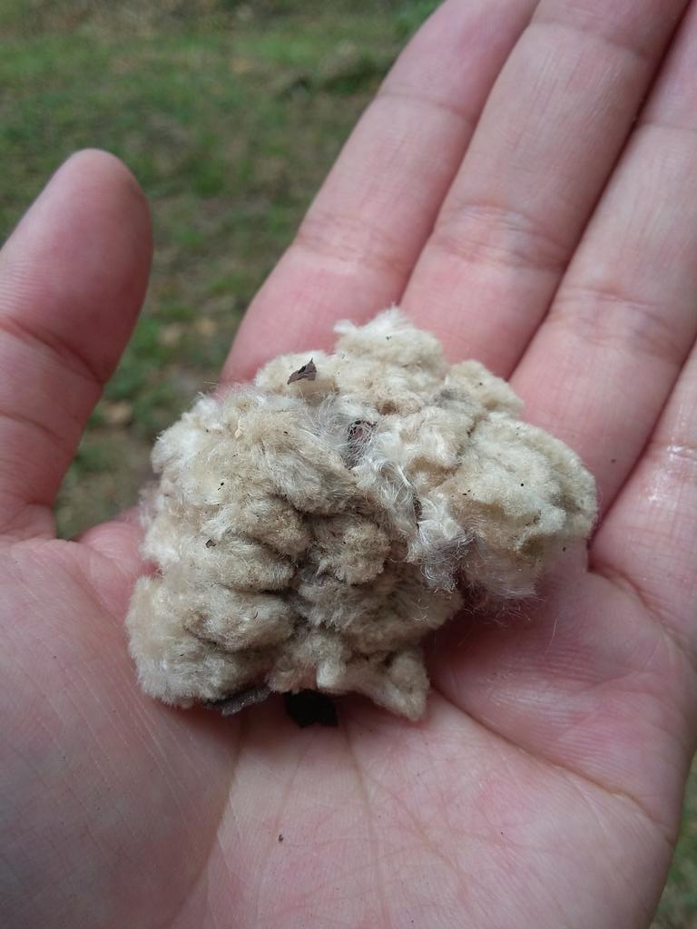 Lois_Calderon's tweet photo. Cotton trees along #UPbeta way (linking @uperg to Palma).UP's schoolgrounds a nature lover's paradise! @Official_UPD https://t.co/5hW0Ydwg5M