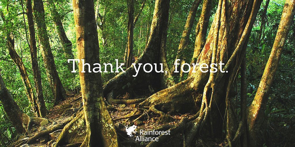 Terima kasih HUTAN, untuk air&amp;udara bersih, makanan, tempat berteduh&amp;penjagaan iklim RT <a href="/RnfrstAlliance/">Rainforest Alliance</a> <a href="/TamblingID/">Tambling Wildlife</a>