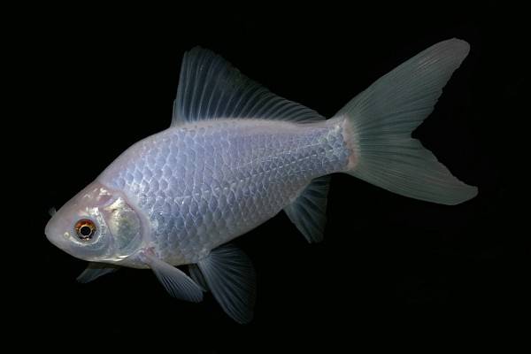 What happens when a goldfish is left in the dark
