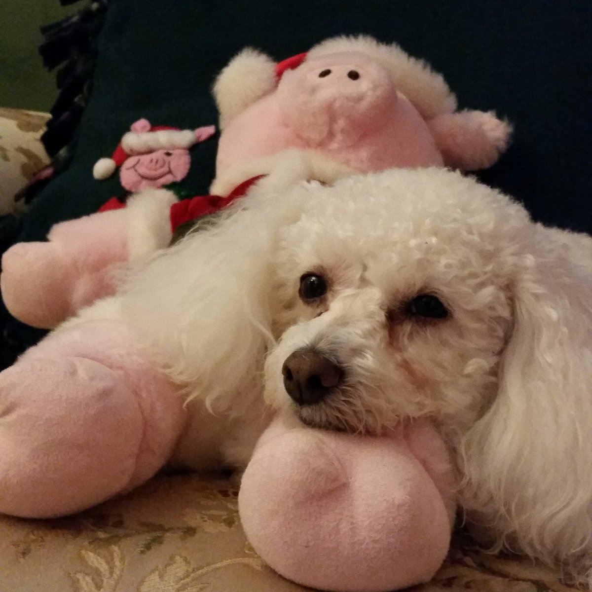 onairmel's tweet photo. Your Christmas pigs? They bore me. https://t.co/Va8AwZrVcF