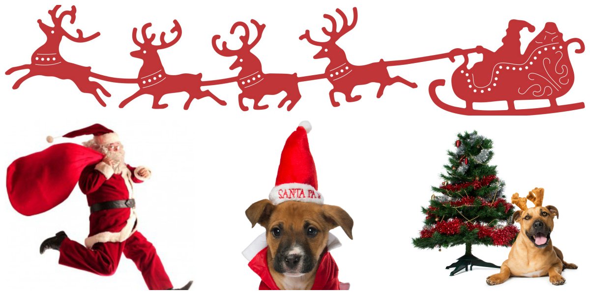 DogsRefugeHome's tweet photo. Come down and get a pro photo of your pooch with Santa TODAY for $35 #PerthWeekends #dogsofperth #Santa @tweetperth https://t.co/7o93vBByhi