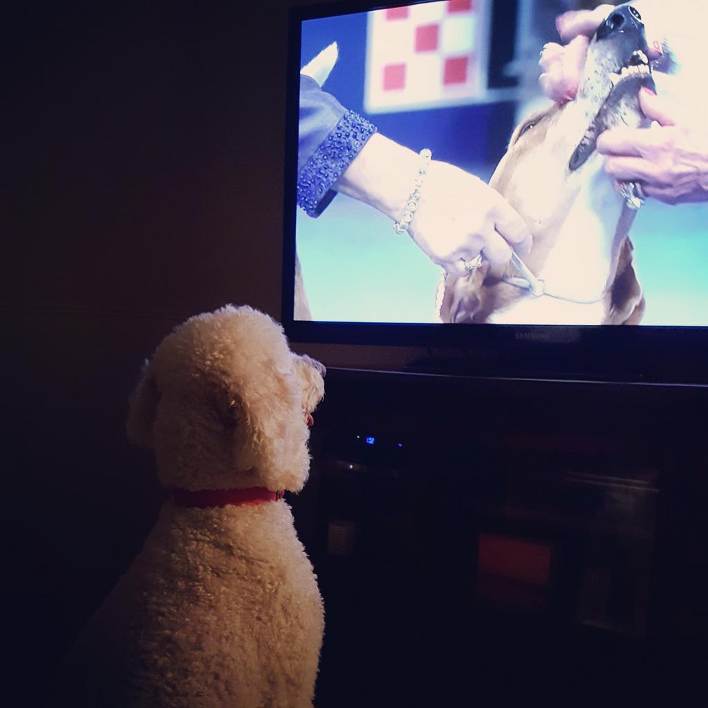 Zoey loves the dog show! #DogThanking #nbc #doodle
