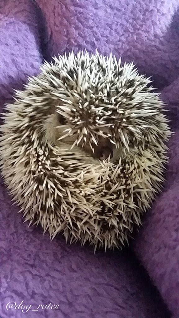 dog_rates's tweet photo. Sharp dog here. Introverted. Loves purple. Not fun to pet. Hurts to cuddle with. 6/10 still good dog tho https://t.co/Dfv2YaHPMn
