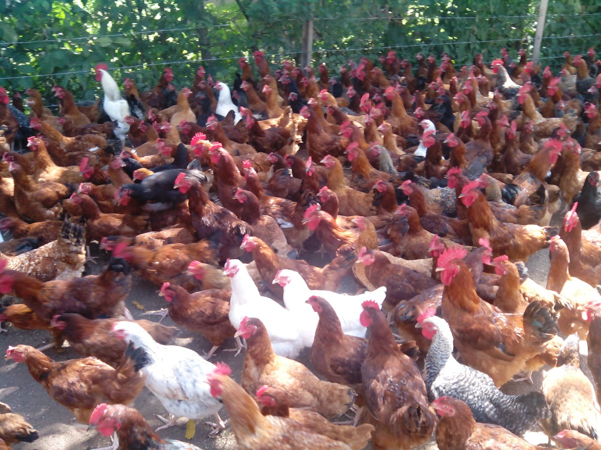 NicholasOmondi's tweet photo. Victoria Eco-Farm,home of Agribusiness!! 0721542068 https://t.co/mDM6IyyThz