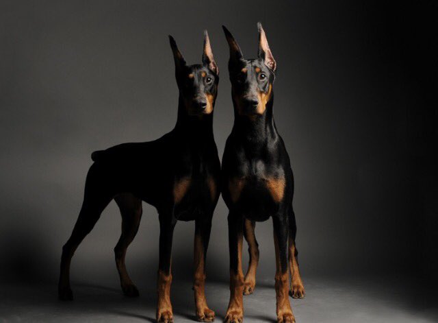 fitzy0611's tweet photo. My only goal in life is to have my own pack of Dobermans https://t.co/Dc77UFK0kI