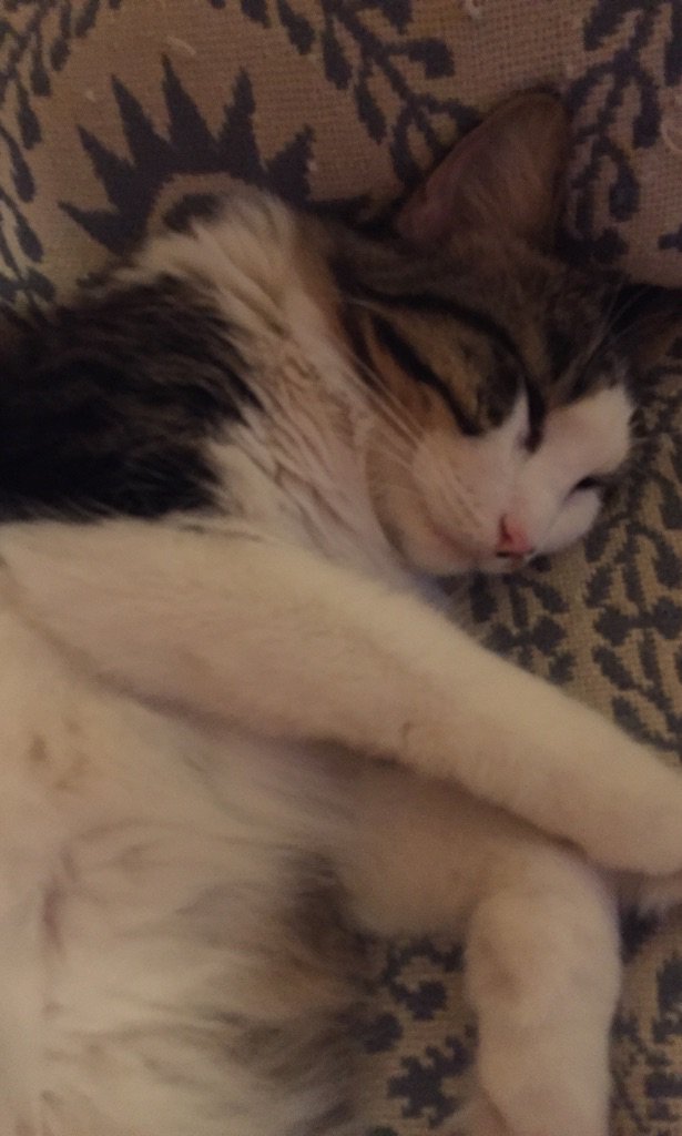 brass_bonanza's tweet image. Ppl whining re #isles &amp;amp; I'm here taking pics of my cat bc the lackluster play made her fall asleep #sameish