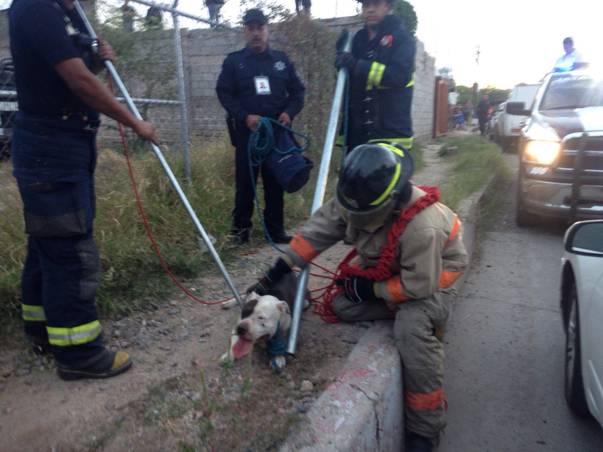 Perro pitbull mata a presunto ladrón en Sonora - CU3X3bPUYAAM8-A