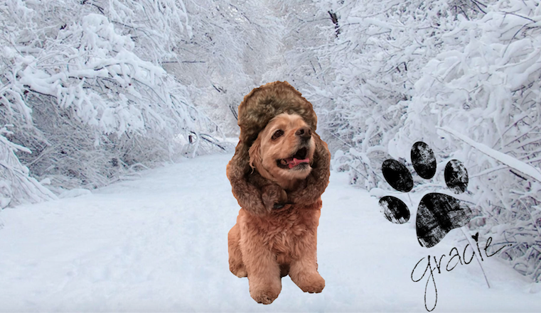 GracieDogModel's tweet photo. Want an autographed photo?? GO FUND ME! The next up and coming dog model https://t.co/3QeY7svTU5