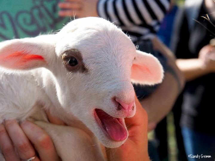 RipsRepsRecoil's tweet photo. @thebarryfarm the best farm. The best food. #raisingthebar #truefarming #greatfamily #buildingcommunity #tastesOMG https://t.co/n5nW2pBkIw