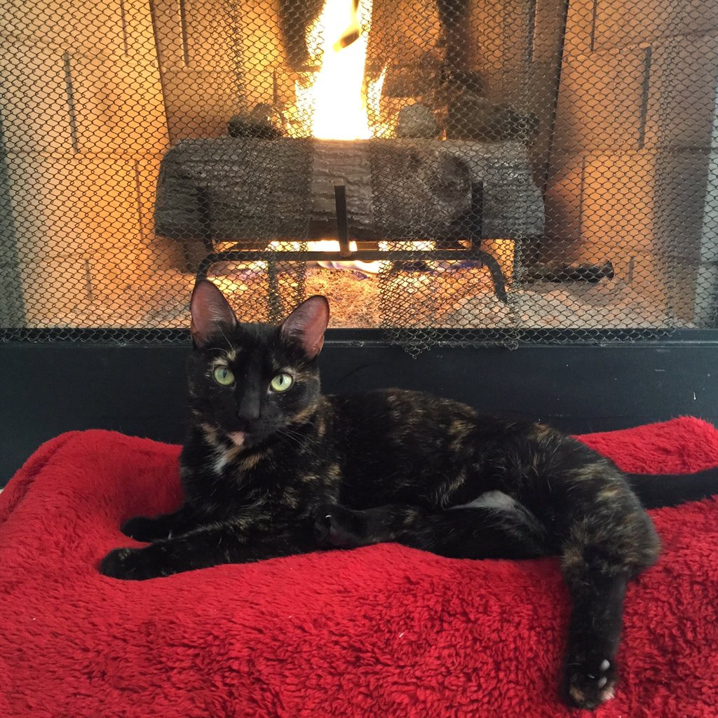 RosieTheRunt's tweet photo. It's beginning to look a lot like Christmas 😻🎄 #CatsOfTwitter #seductivecat https://t.co/GdwyIuANFZ