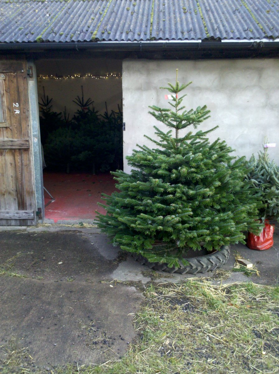 Christmas trees all have names and are ready for new homes.