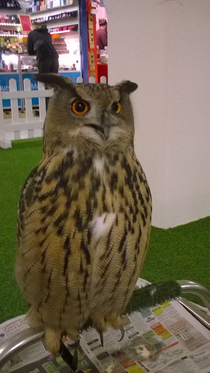 staffordmarket's tweet photo. The Owl Experience are back with us today in the Market. Come and say hi to our winged friends. https://t.co/yHrDpj5dSd