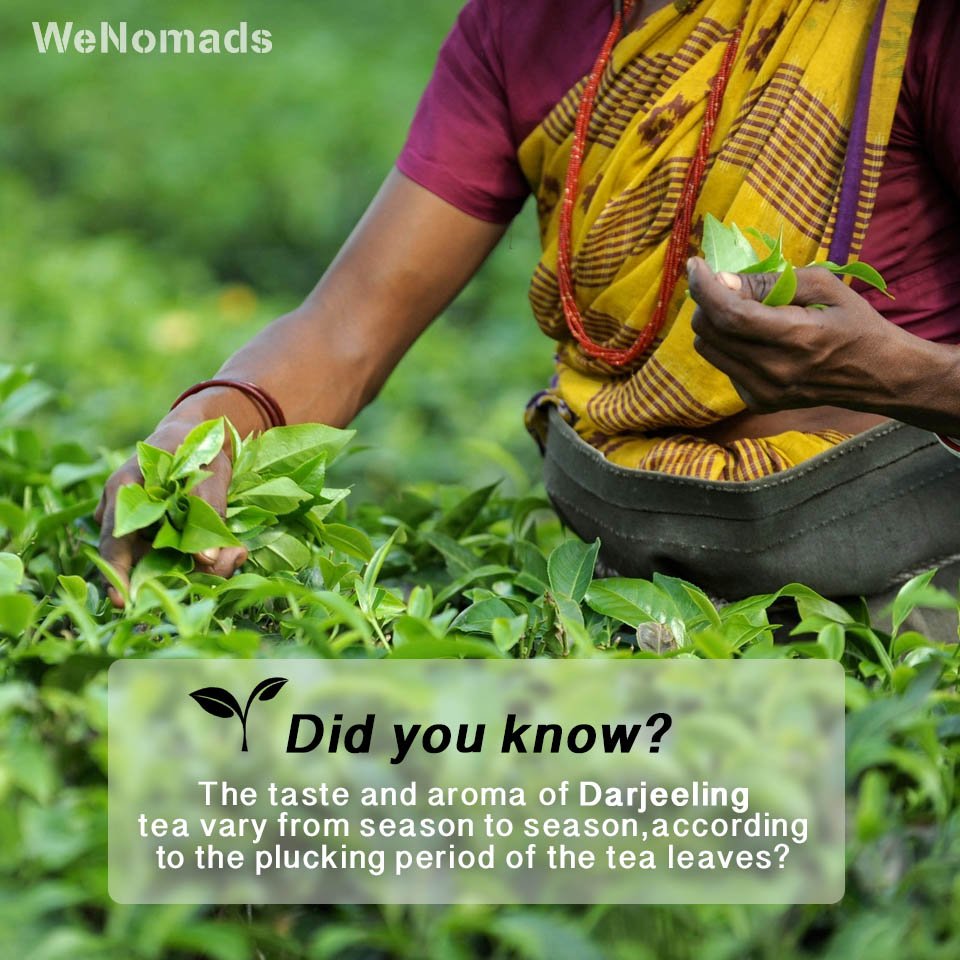 WeNomadsTrips's tweet photo. Don’t forget to visit #Darjeeling on your visit to North-East. #EnchantingNorthEast #TravelTrivia https://t.co/KoxlraPL8m