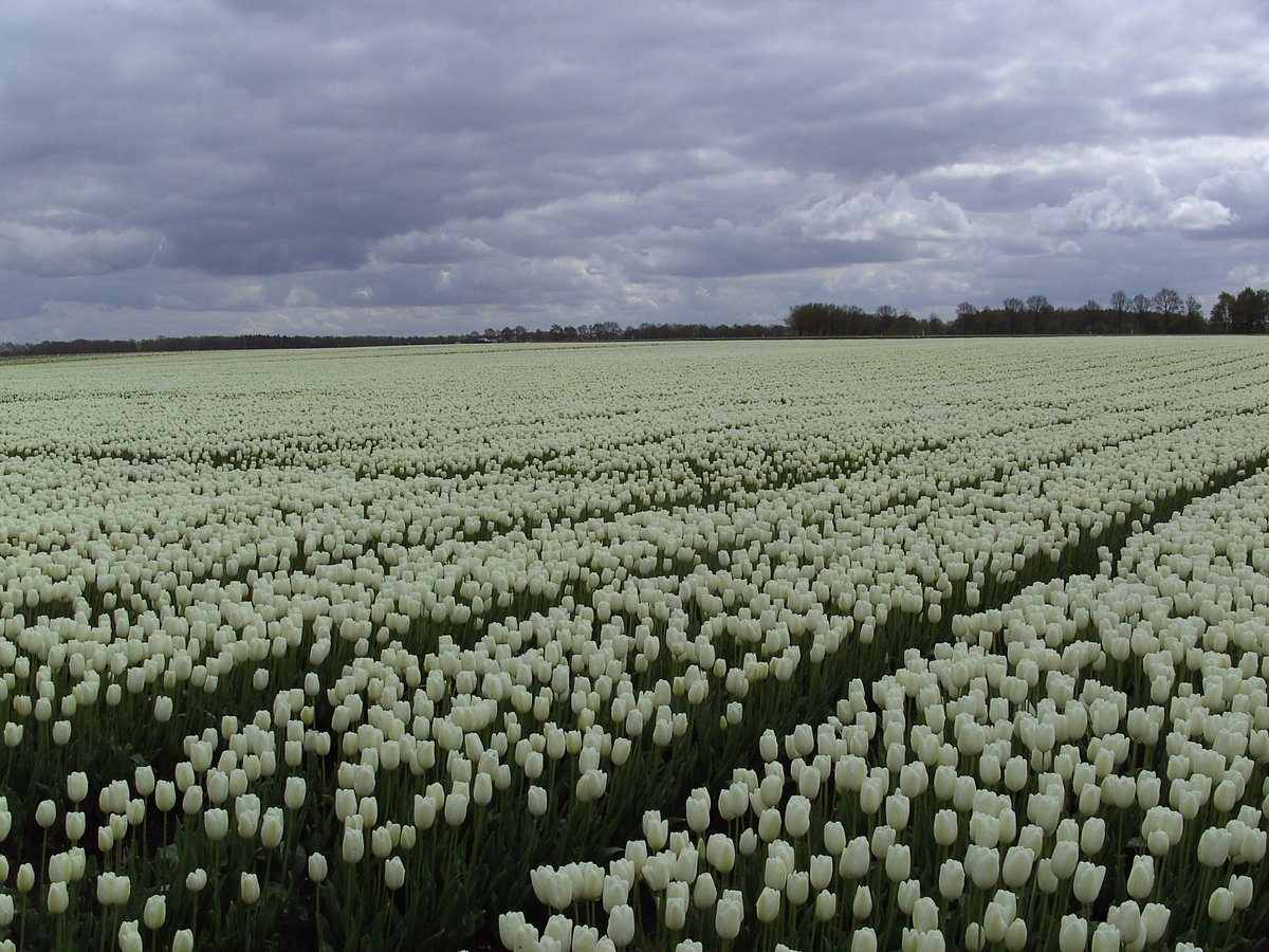 WatEddie's tweet photo. Naast lelies telen wij tulpen. Deze worden in oktober/november geplant. In april/mei gekopt en in juni/juli gerooid. https://t.co/SCb90PP8nk
