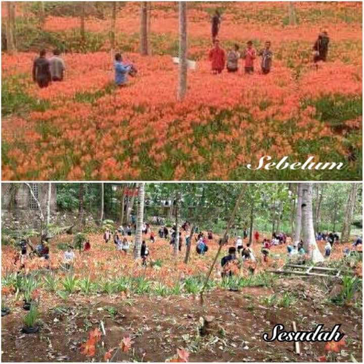 RommyRoosyana's tweet photo. Pak Sukadi tak bisa berbuat apa-apa setelah kebun bunganya kini hancur oleh ABG alay. @NegeriID #SaveAmaryllis https://t.co/0TizETEXrF