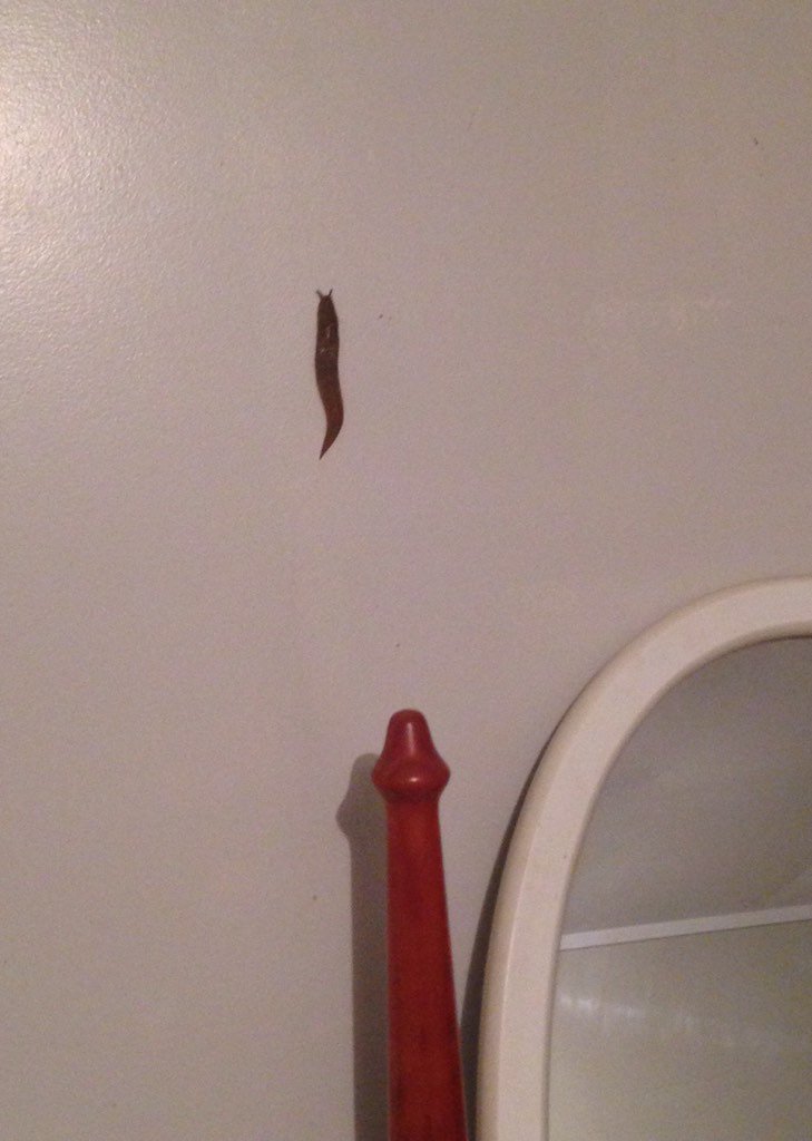 Squegels's tweet photo. Coped with 3 months of killer spiders and snakes in Australia but New Zealand slugs are a bridge too far 😫😫😫 https://t.co/gJIpQh5d2s