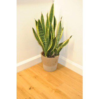 Get your home geared up for Christmas! We have 125x14mm engineered oak from £21m2! We'll not be beat on price!!!