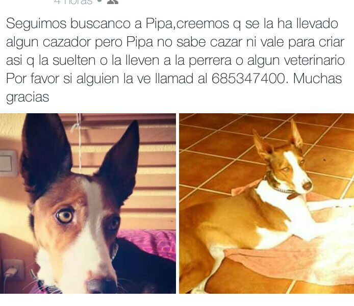 saucelibertarix's tweet photo. 6 días sin Pipa. Sigue desaparecida. Está castrada y no vale para la caza. Atentos hoy por favor. Es día de caza. https://t.co/4X4KdPiHud