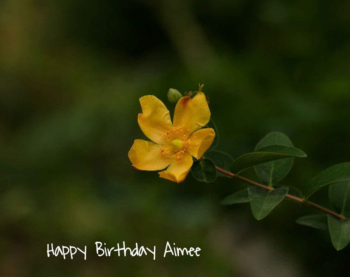 Happy Birthday :-) 