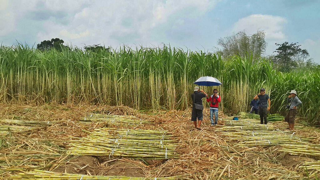 JelajahTani's tweet photo. Kebun Tebu di desa loderesan kecamatan kedung waru, Tulung agung Jatim https://t.co/BrTWezI4Xk
