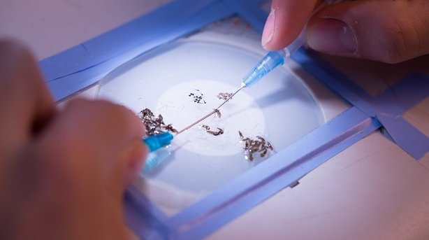 diariomedico's tweet image. Un receptor del hepatocito, puerta de entrada del parásito de la #malaria bit.ly/1PTdvgI