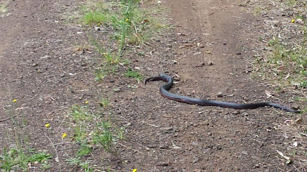 lowellsteffen's tweet photo. Welcome to northern rivers. https://t.co/HQdenjTrQJ