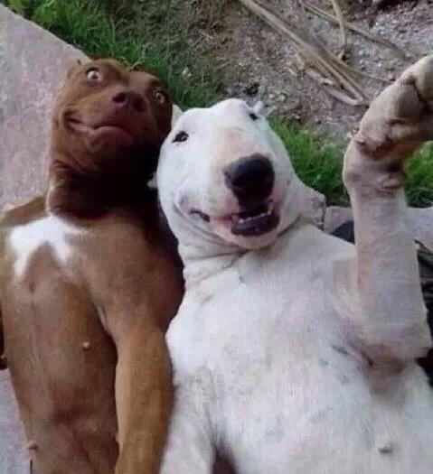 StumblerVideos's tweet photo. Taking selfies with bestie like https://t.co/tYbMWXw4Y4