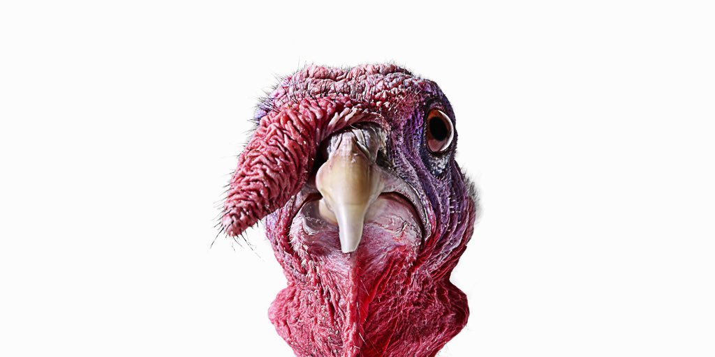teland's tweet photo. Best super-lame superhero idea inspired by an animal? Turkeyman. https://t.co/1BCwMnQxmm