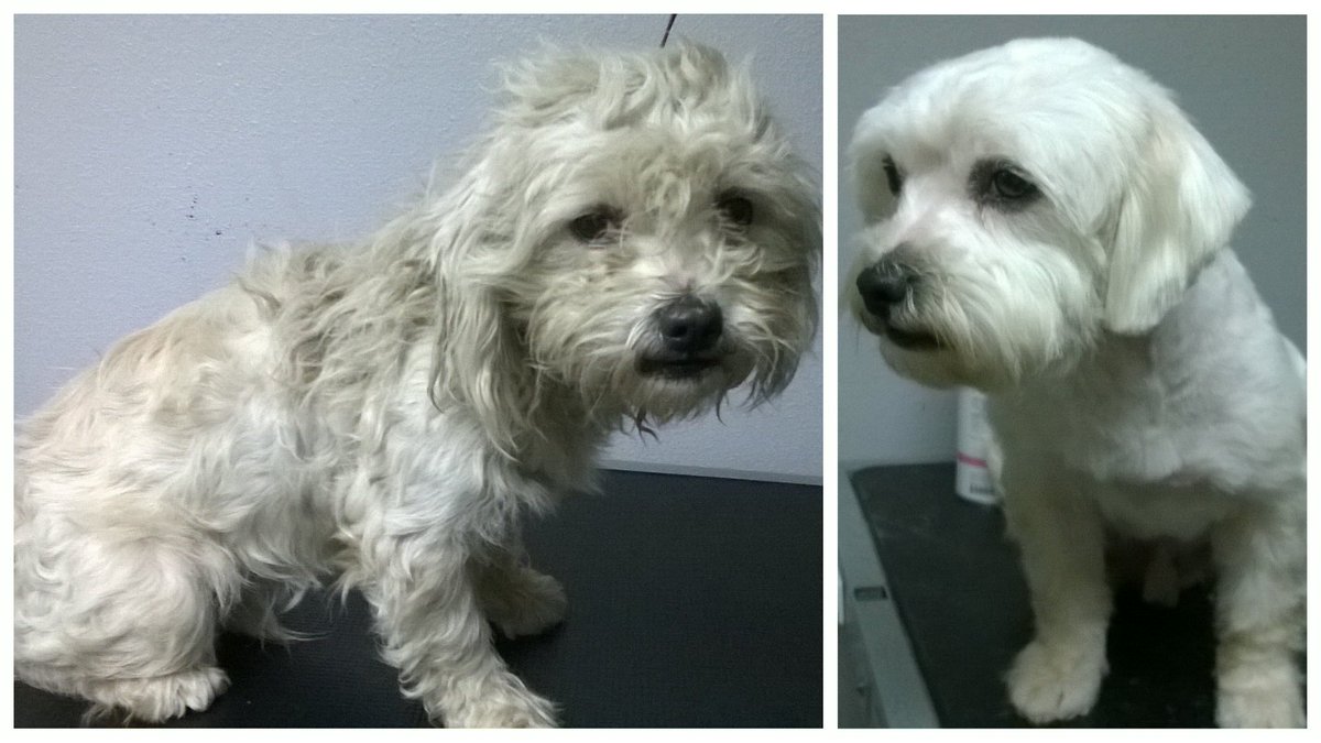 SPAWLLC's tweet photo. You can make a difference: "Donate to Groom Shelter Dogs in order to Save Them" @indiegogo https://t.co/TJhkjAKpRS https://t.co/Vf5whYhTGG